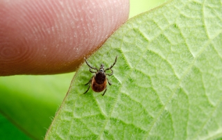someone your life lyme disease