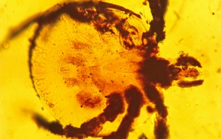15 million year old tick amber