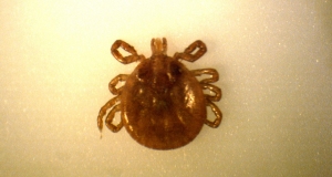 tick lyme disease