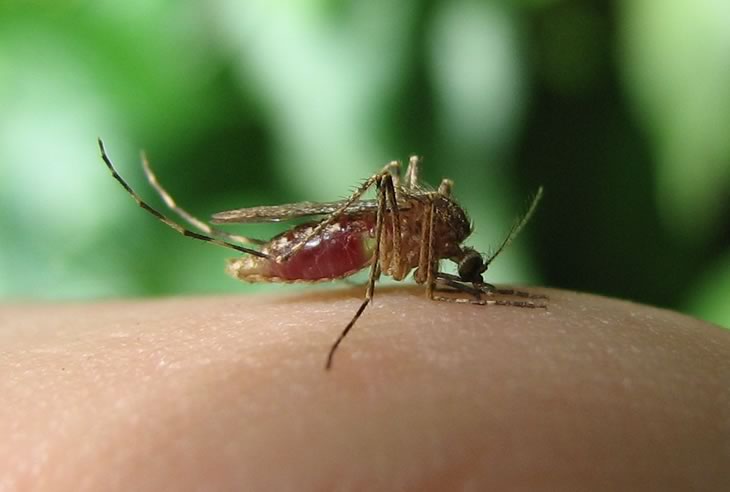 German study finds Lyme in mosquitoes