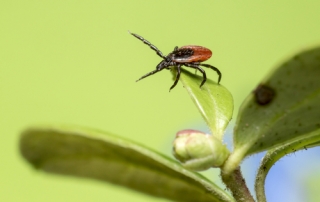 Lyme Disease Tick on Leaf