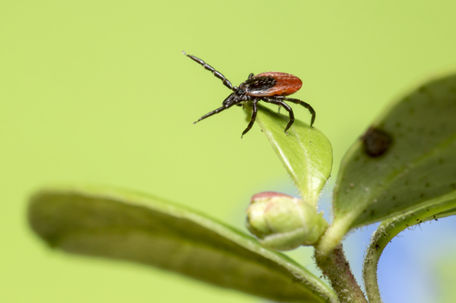 Lyme Disease on the Rise As Tick Epidemic Spreads Across the US